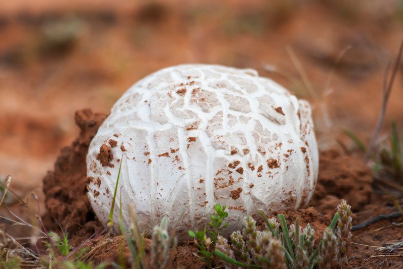 mycelium puffballs in the desert.jpg