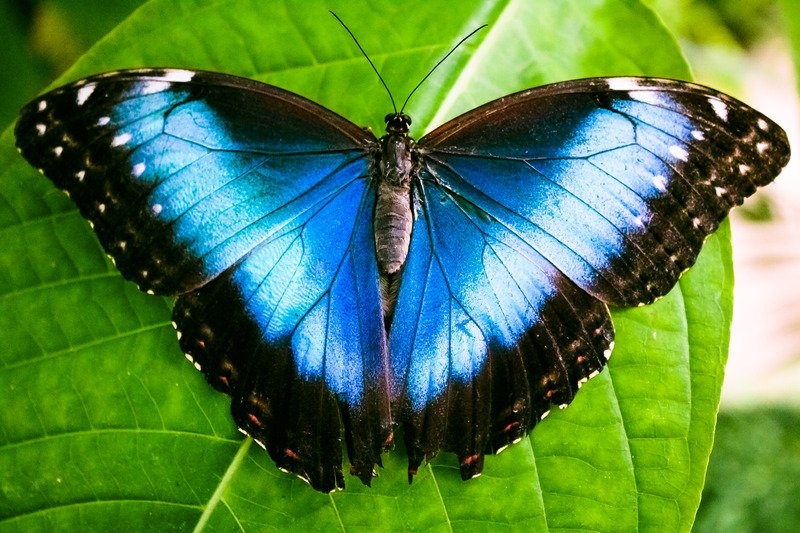 butterfly blue morpho.jpg