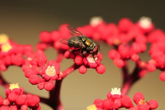 fly on red flower.jpg