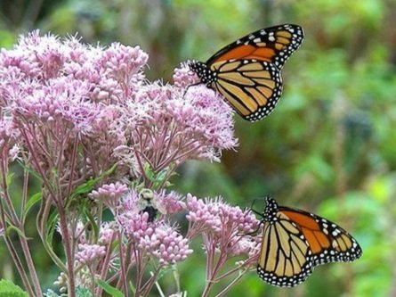 monarchs%2Bon%2Bmilkweed.jpg