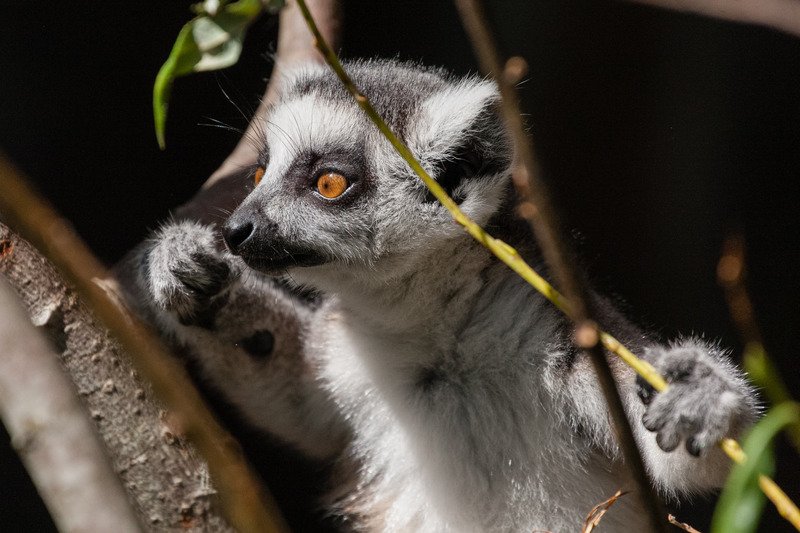 lemur3.jpg
