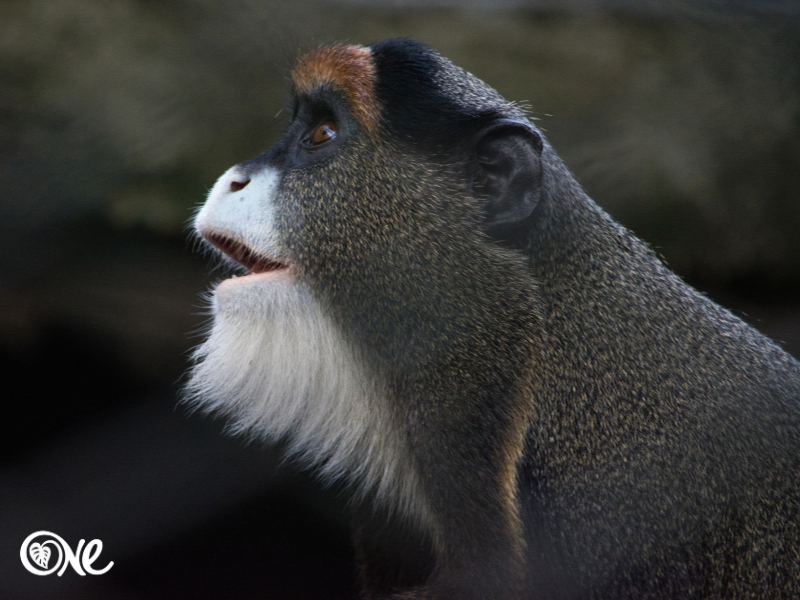 ONE Members' Community Meetup: Entering the Great Conversation: Animals, Earth, and the Soul of Nature with Laura Parisi and Elyshia Holliday 