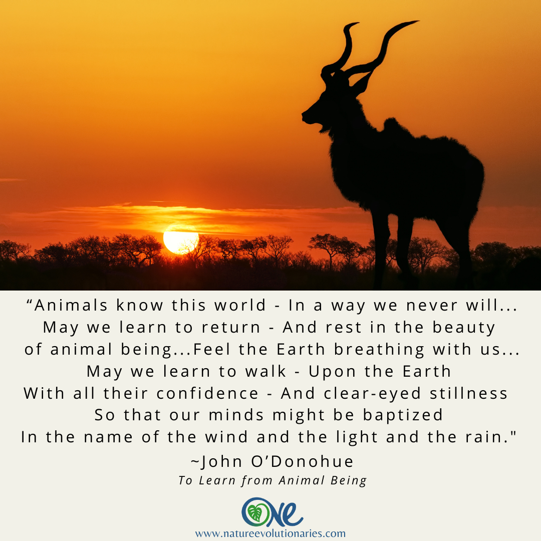 To Learn From Animal Being