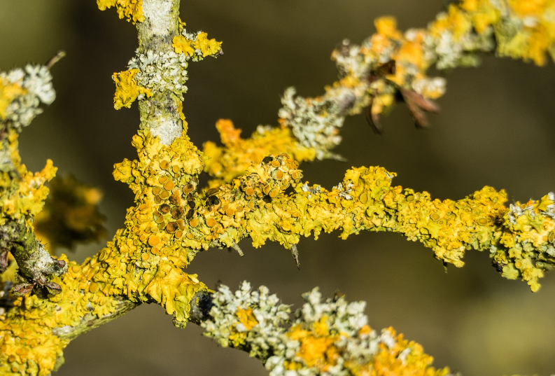 Lichen, by Tonya Lemos