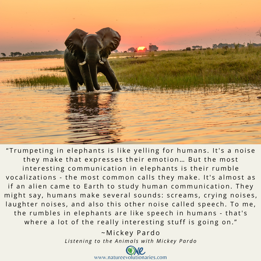 The Elephants Speak