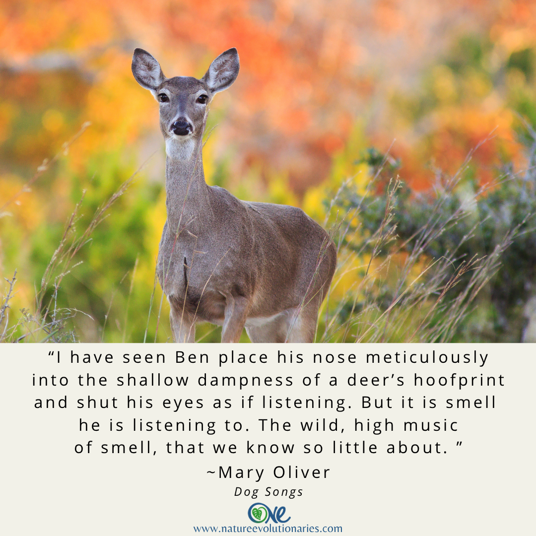 The Wild, High Music of Smell