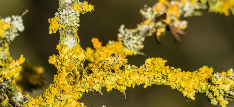 Lichen, by Tonya Lemos — Organization of Nature Evolutionaries