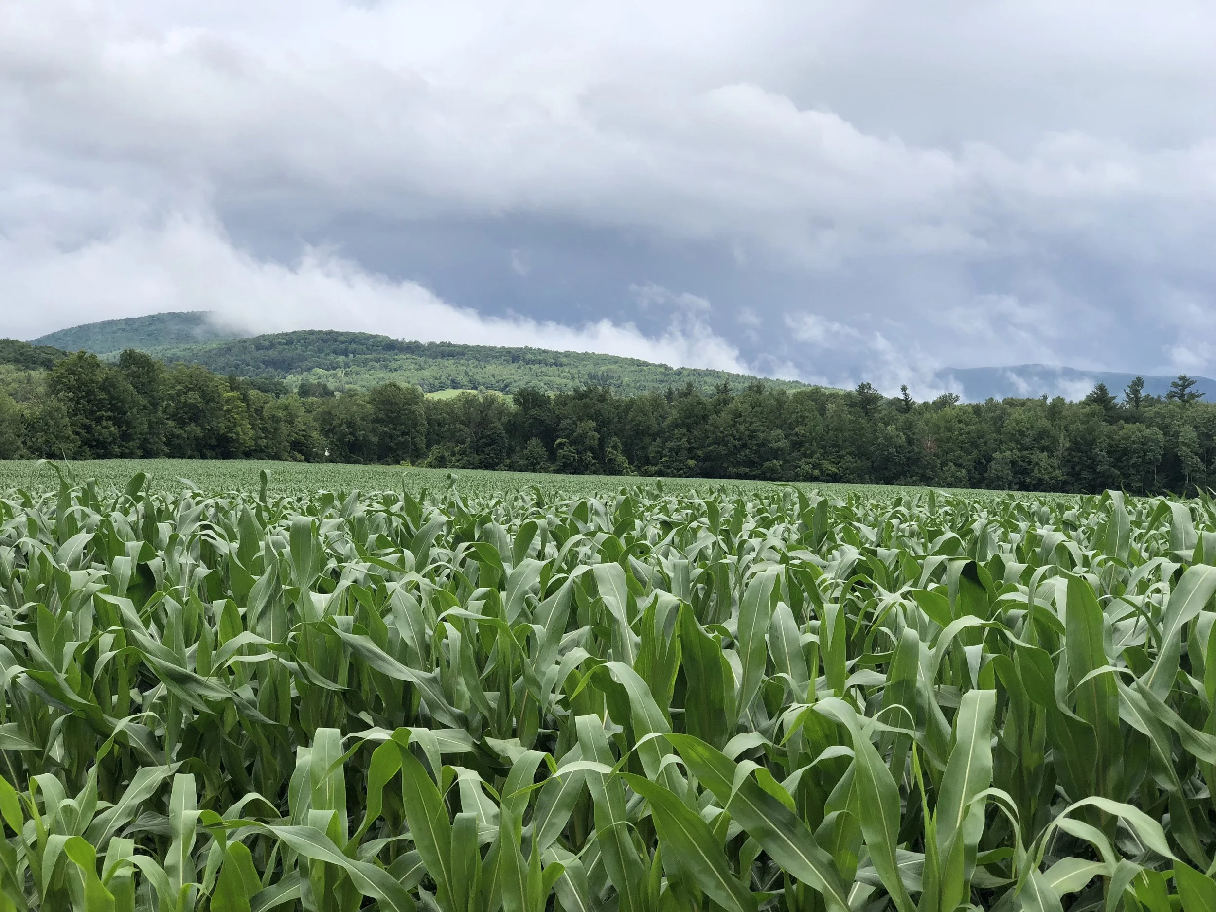 cornfield and clouds.jpg