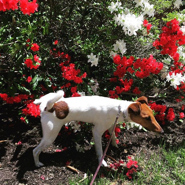 &ldquo;oli, stand next to the flowers for a picture&rdquo; &ldquo;okay 🚽&rdquo;. .
.
.
.
#smoothfoxterrier #foxterrier #foxterrier_official #foxterriermoments #instapuppy #instadog #instapets #pets #puppy #dogs #dogsofinsta #dogsofinstaworld #puppie