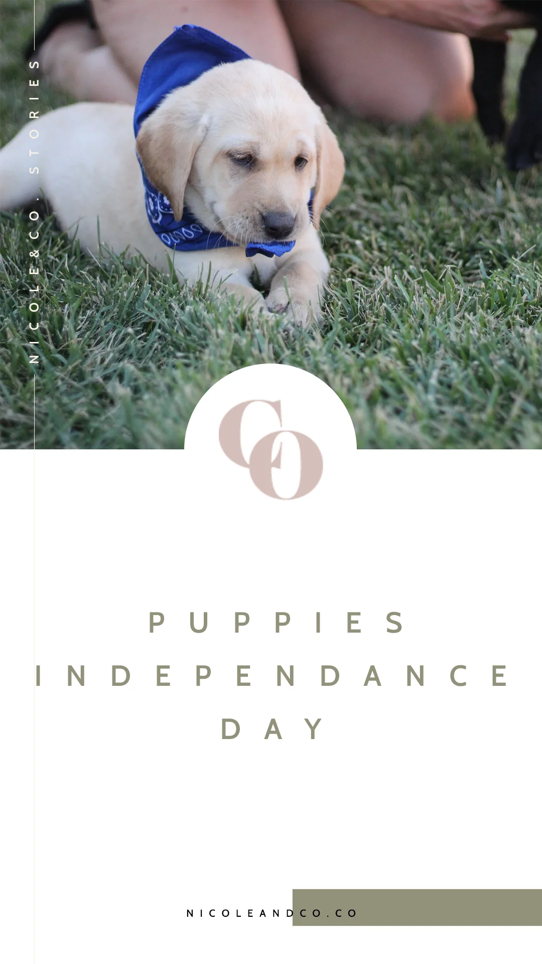 puppies.jpg