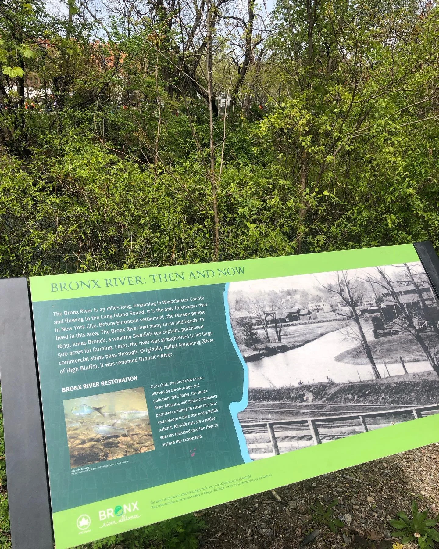 Bronx River Greenway is a great ride with small segments of tranquility. West Farms area is annoyingly dangerous to navigate but hopefully it gets extended and connected properly. Bronx River Alliance is doing great work here. Thank you BRA

#bronxri