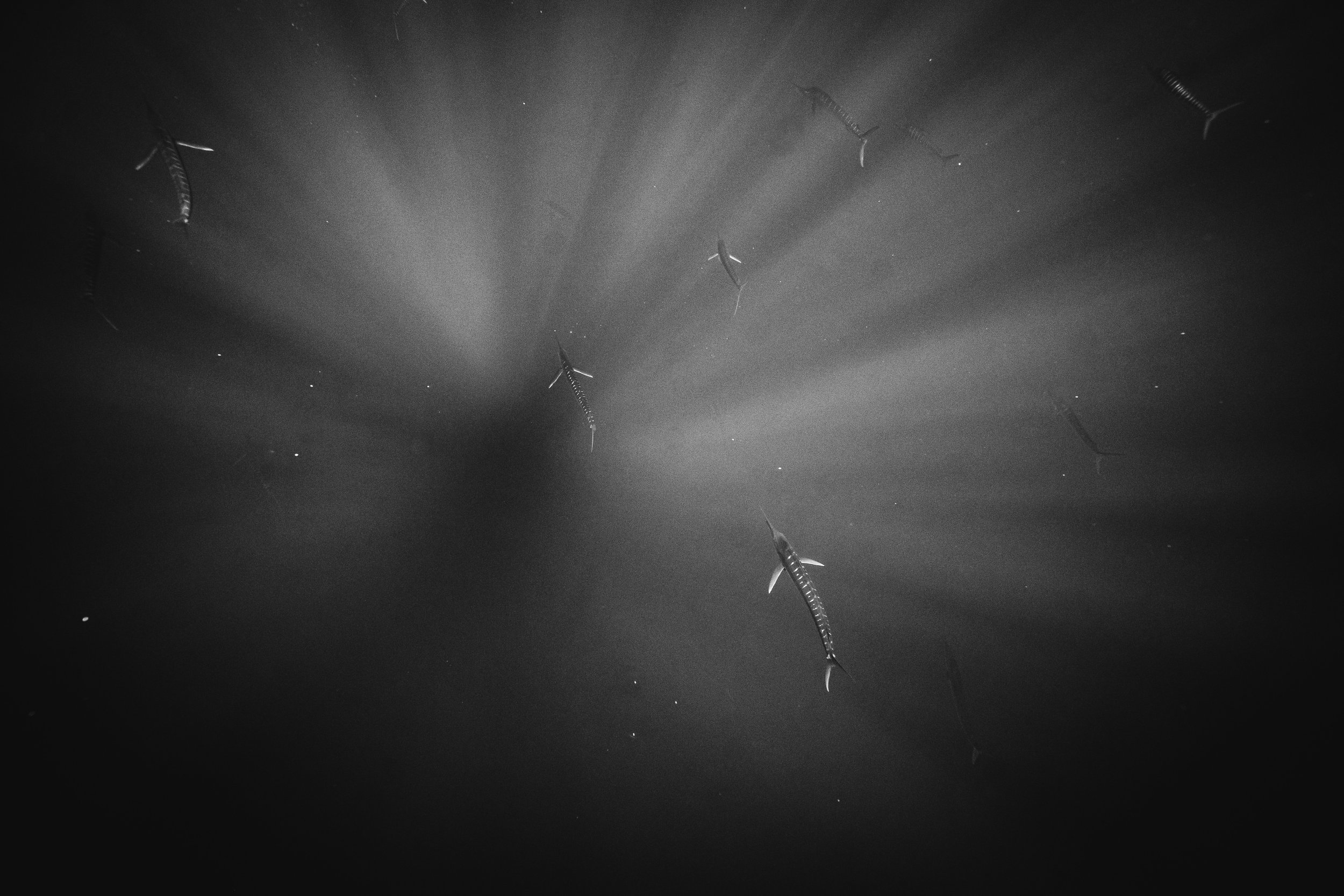DSC02709.jpeg