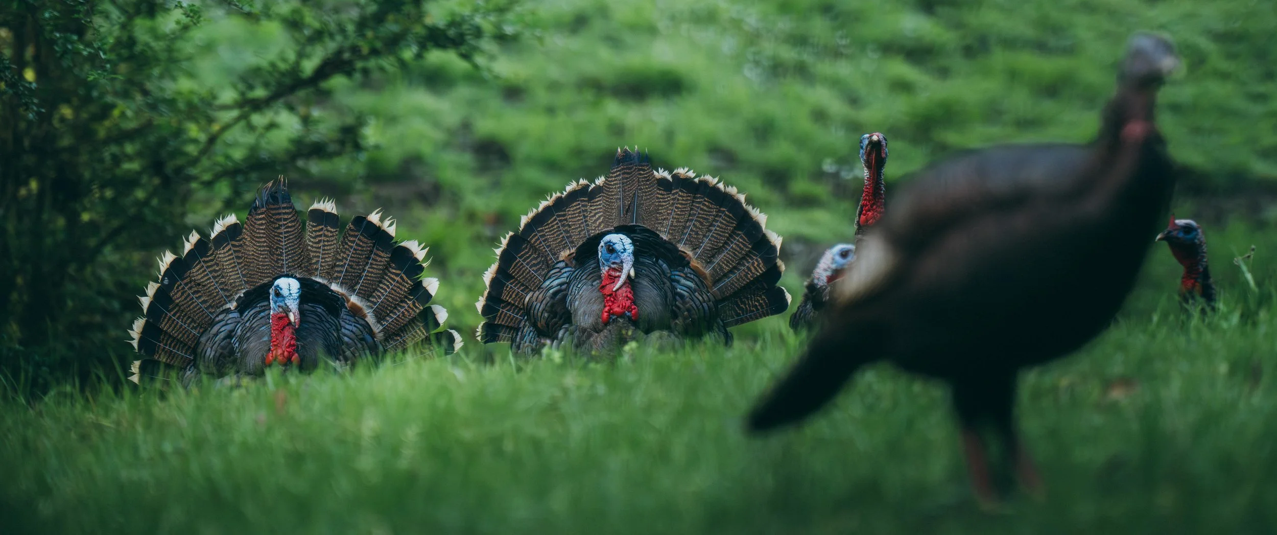 ZentoSlinger_TurkeyTour_OR_73.jpg