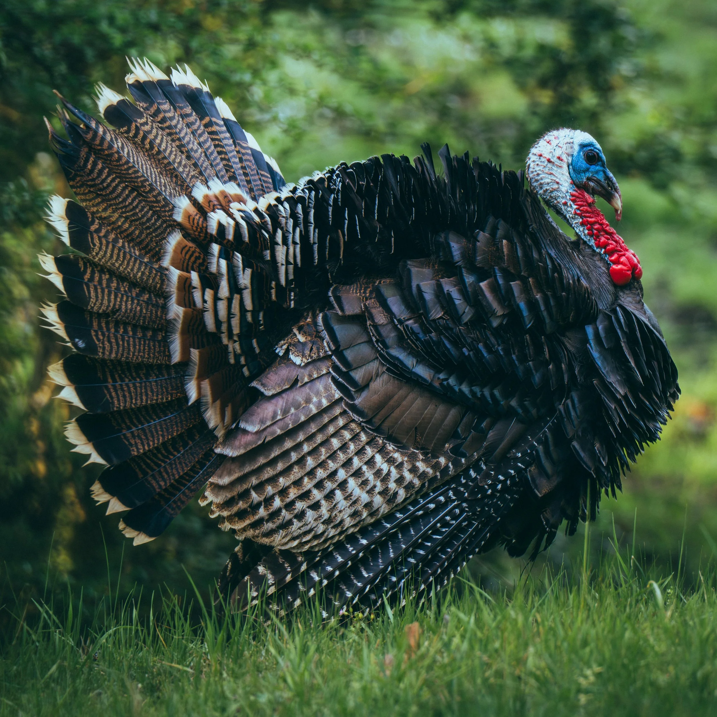 ZentoSlinger_TurkeyTour_OR_75.jpg