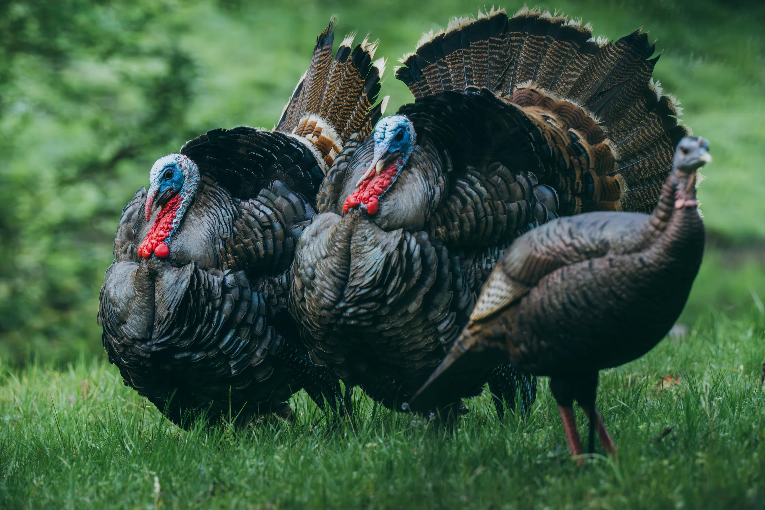 ZentoSlinger_TurkeyTour_OR_74.jpg