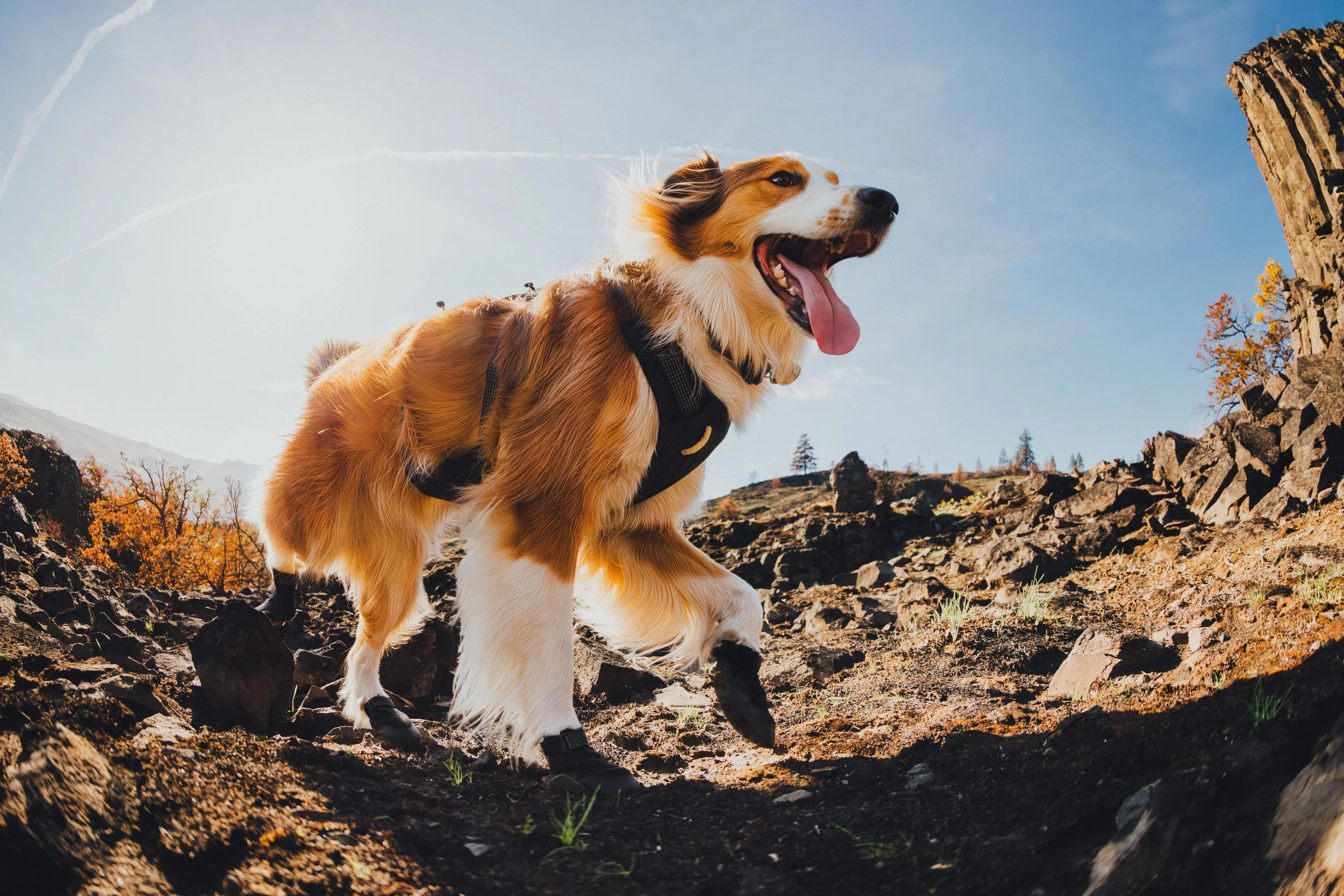 DSC01168-4 copy.jpeg