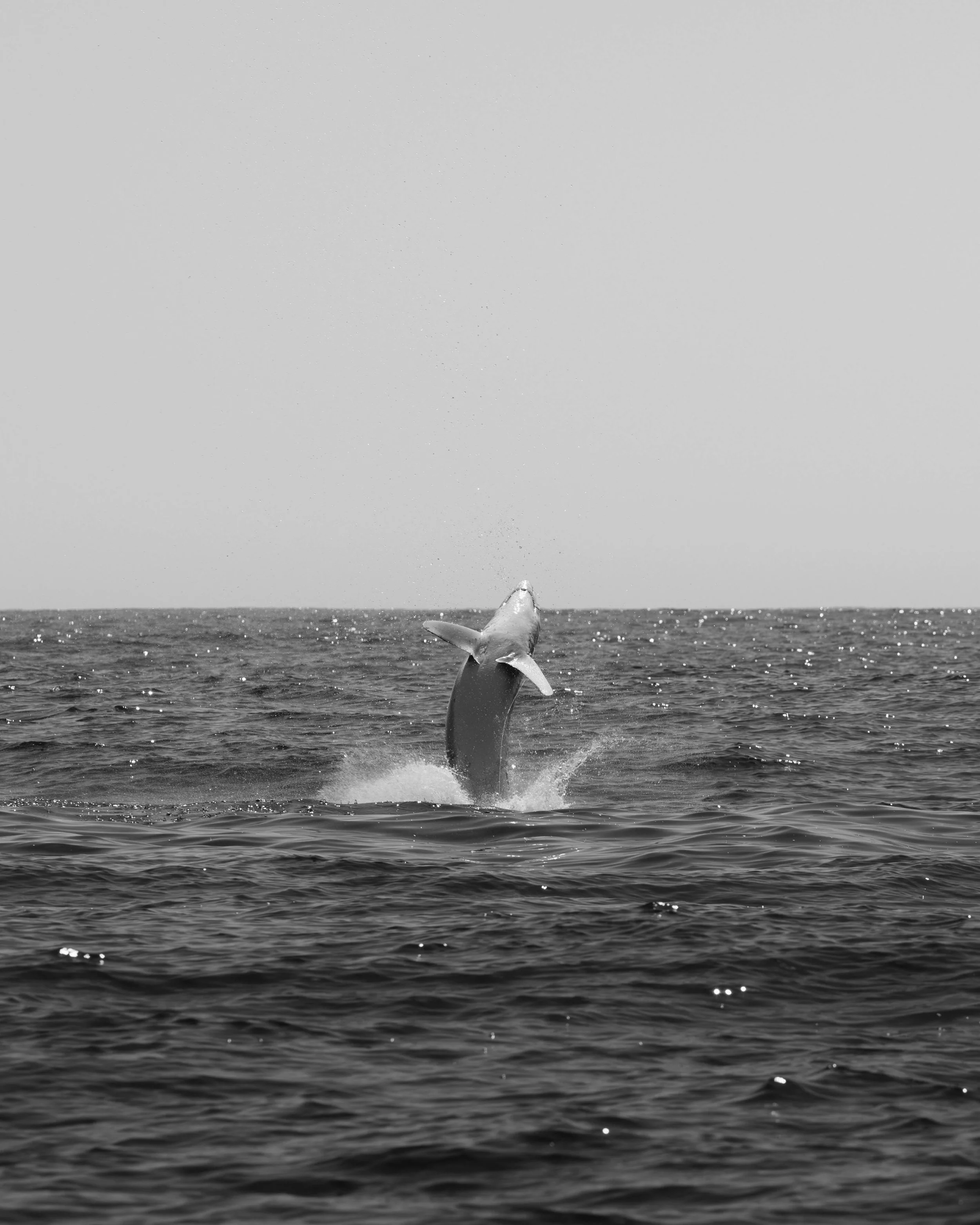 DSC08030-2.jpg