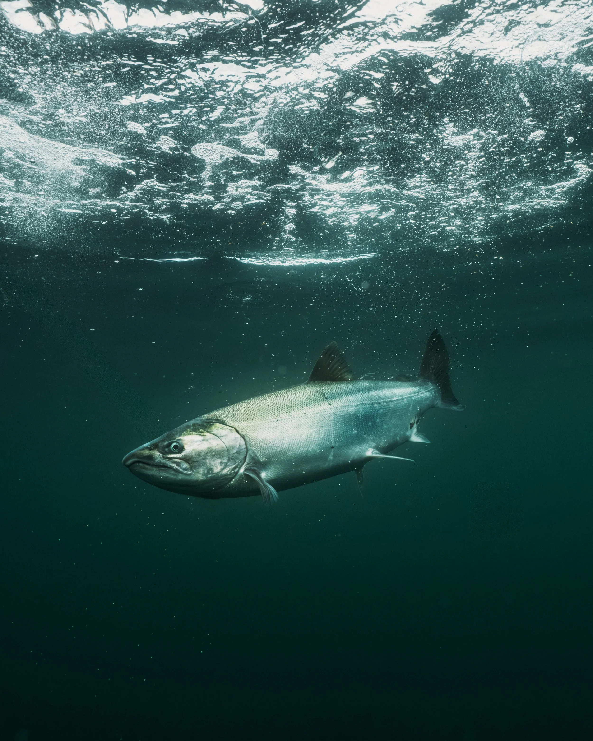 ZentoSlinger_PennSitka_37 copy.jpeg