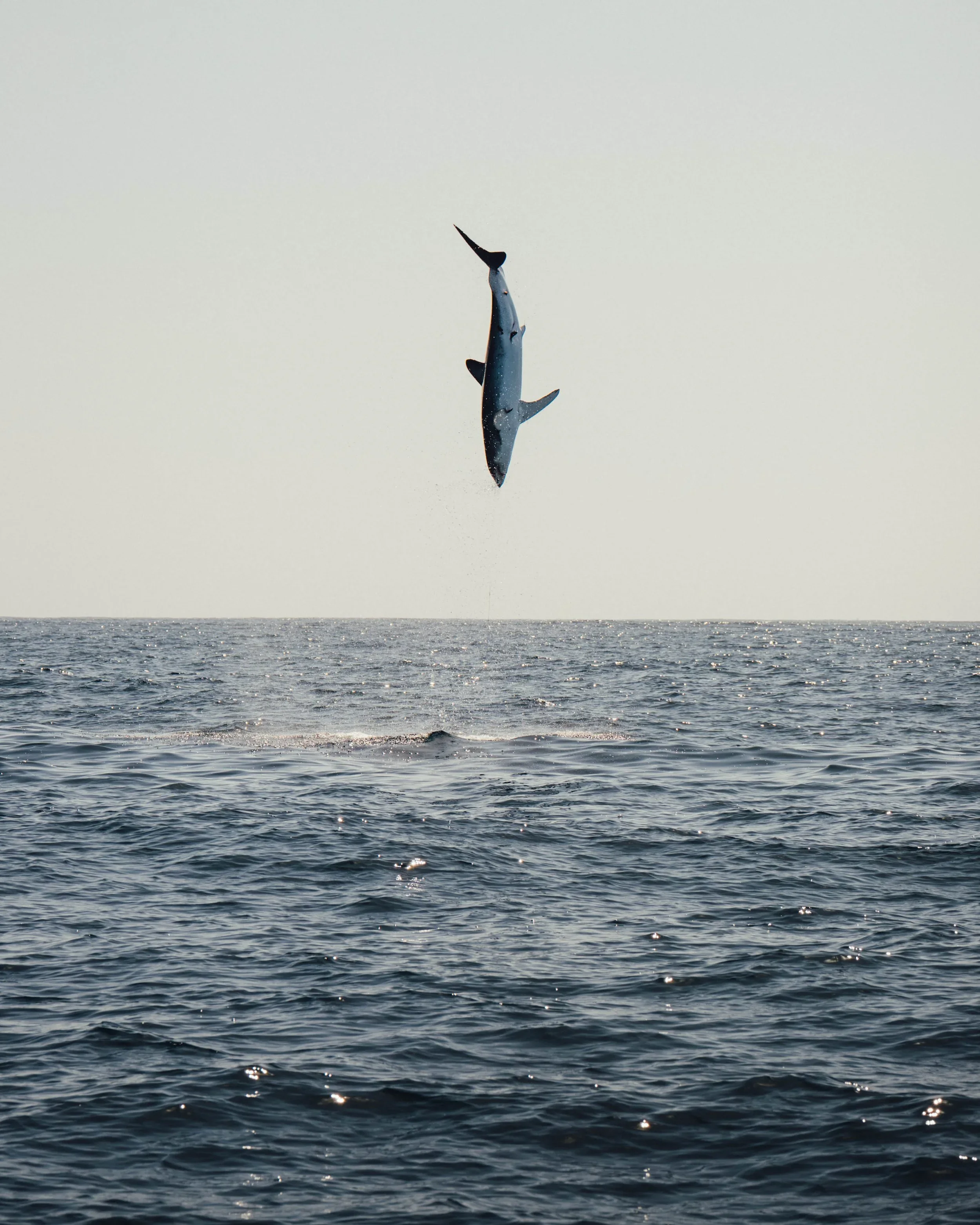 DSC08023.webp