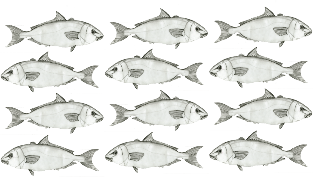 fish_pattern.png