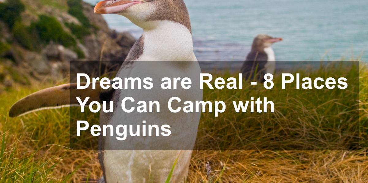Dreams are Real - 8 Places You Can Camp with Penguins