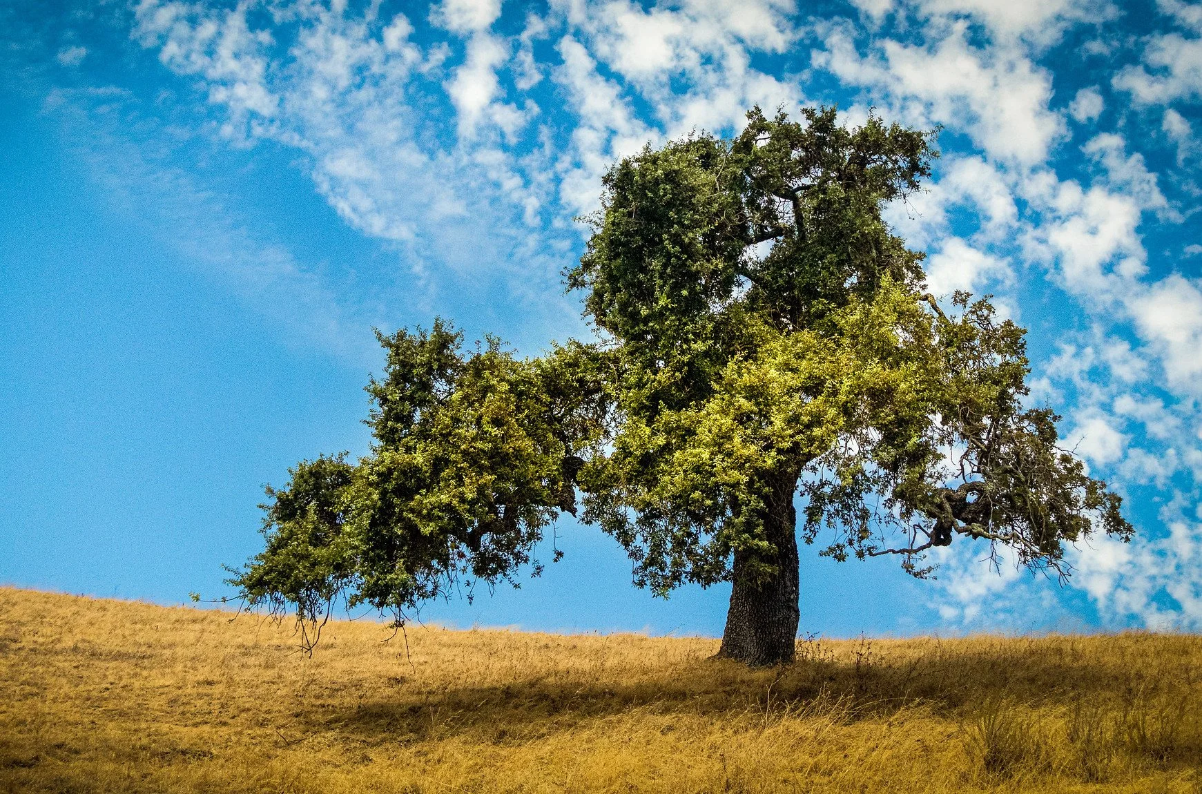 Journey of the Redeemed: Flourish