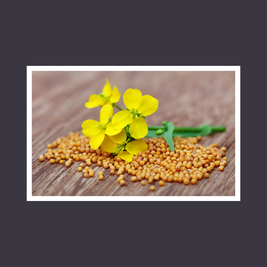 Journey of the Redeemed: Embody Humility