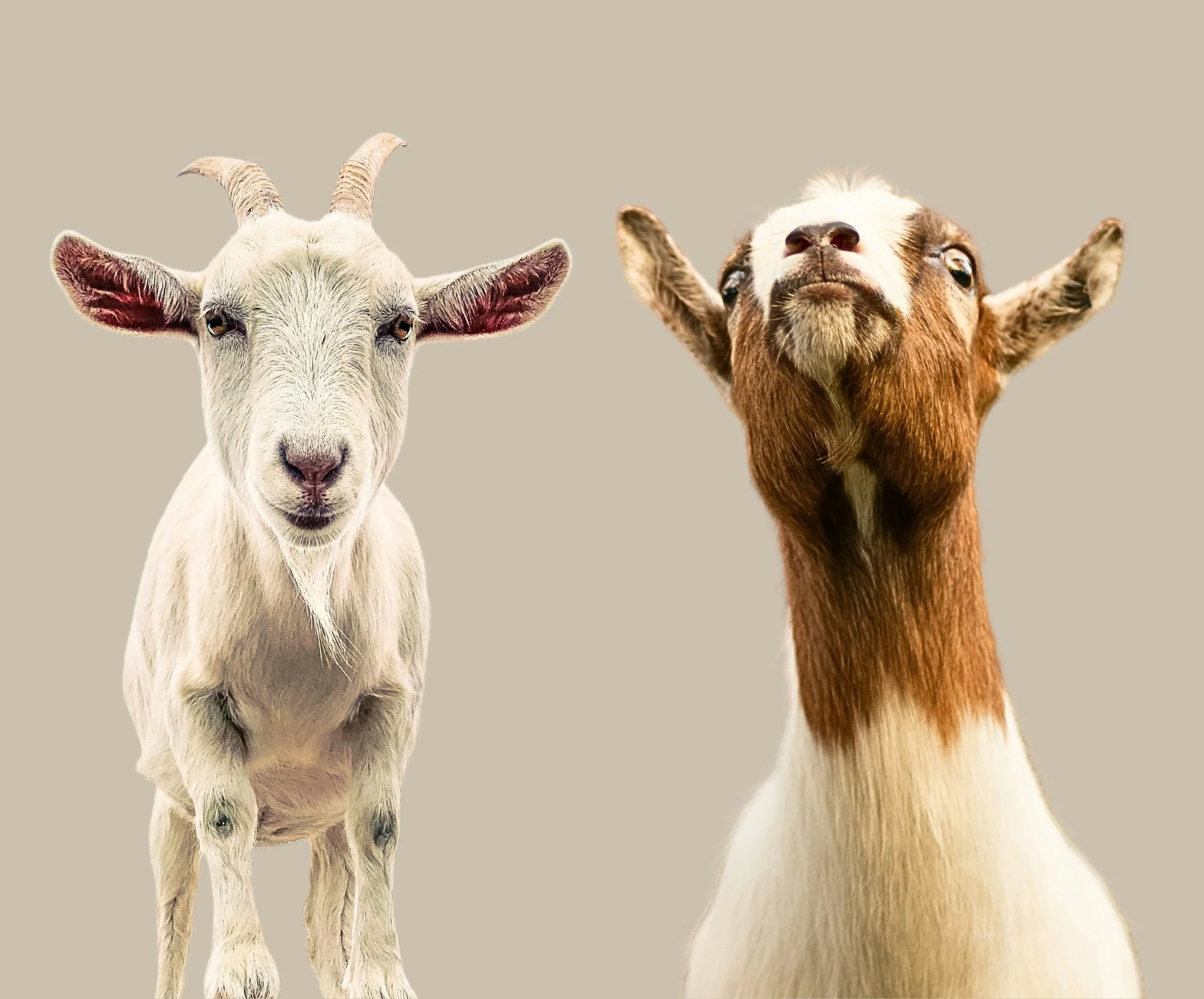 Jesus: There &amp; Back Again—Hebrews week 11