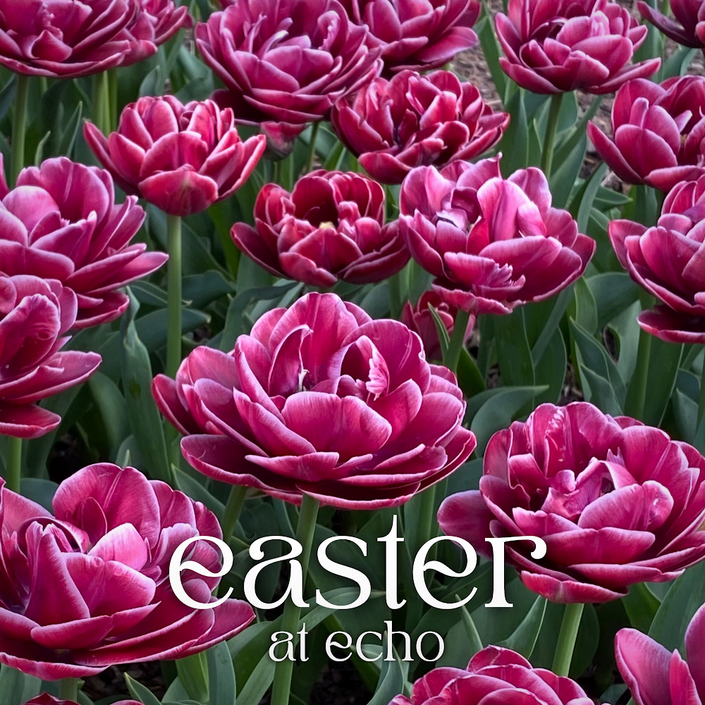 Jesus: There &amp; Back Again—Hebrews week 12 (Easter 2024)