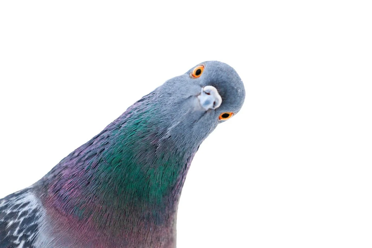 In the Garden: birds &amp; bugs