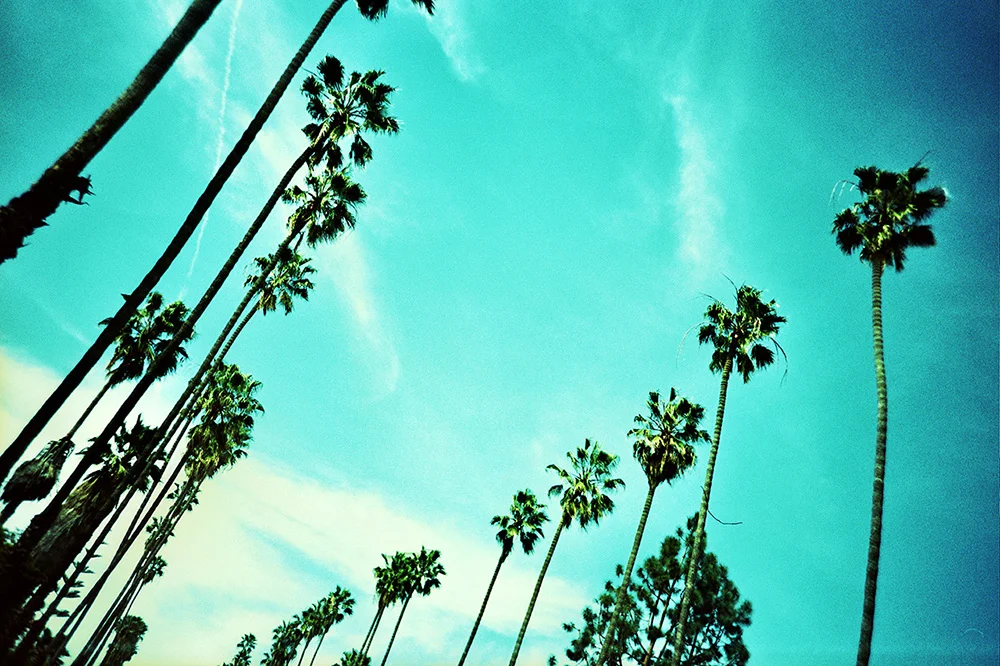 amn-place-palms2.jpg