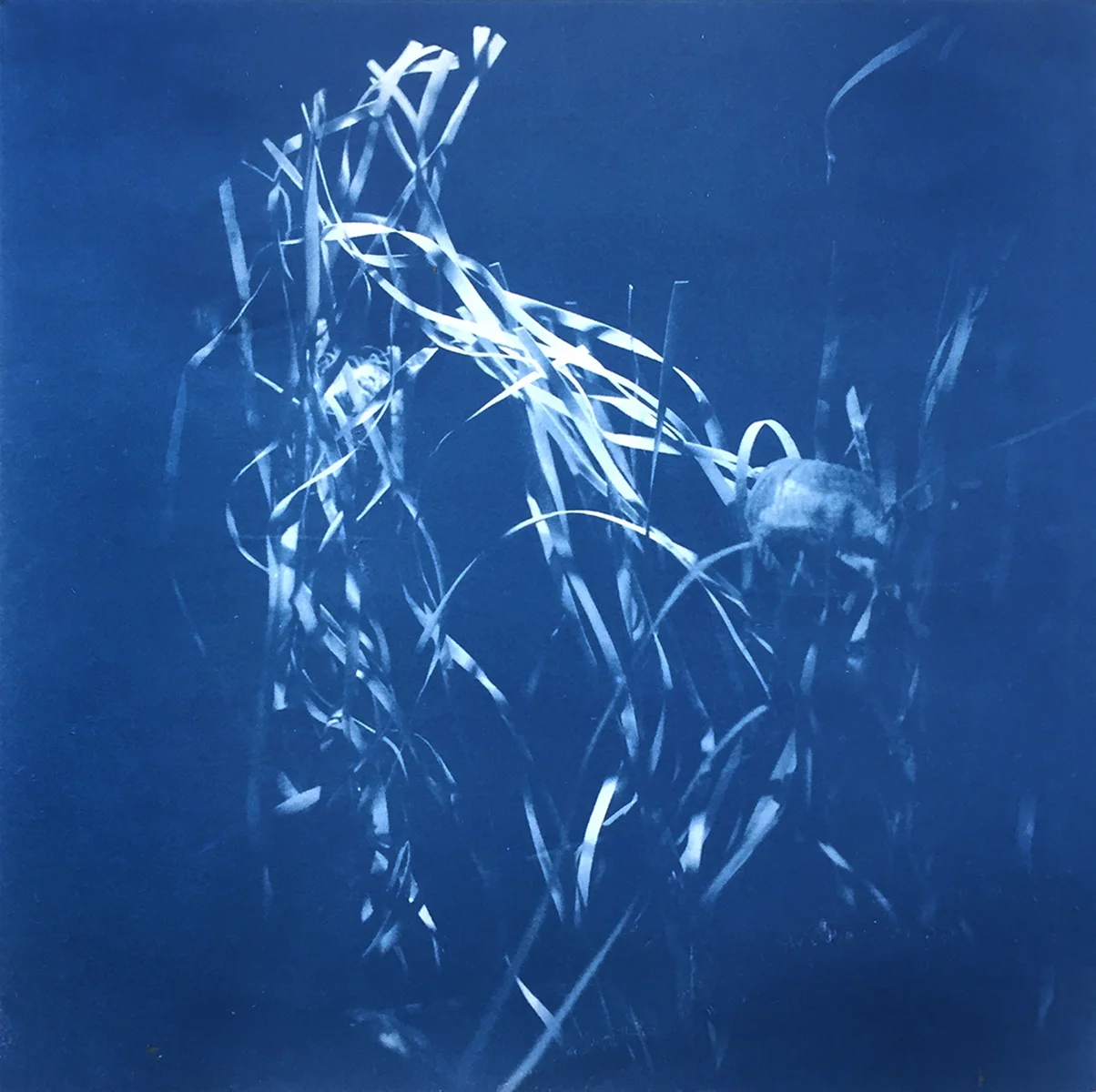 (I) | Cyanotype on Rice Paper | 8in x 8in | 2018