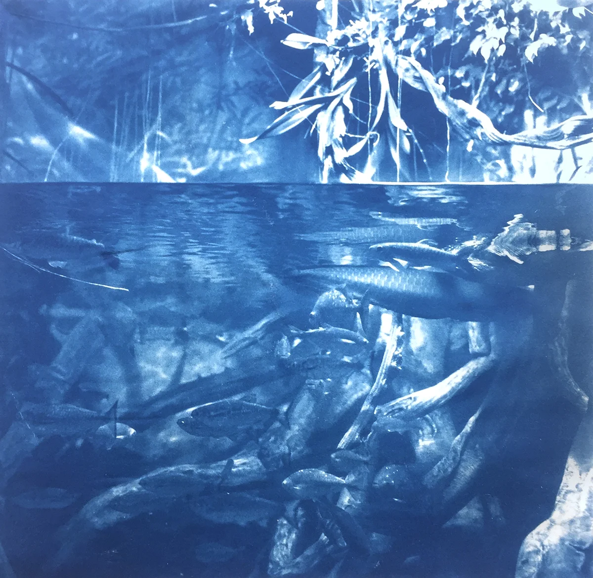 (III) | Cyanotype on Rice Paper | 8in x 8in | 2018