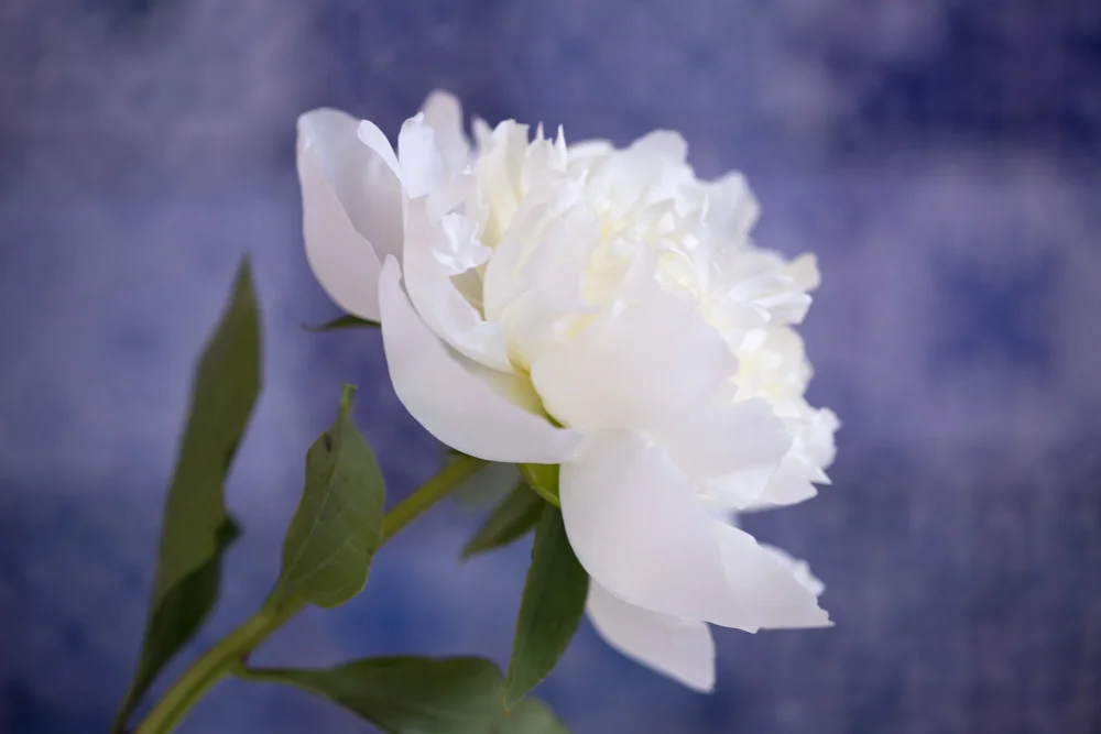 How to take photos of flowers — Emma Davies Photography