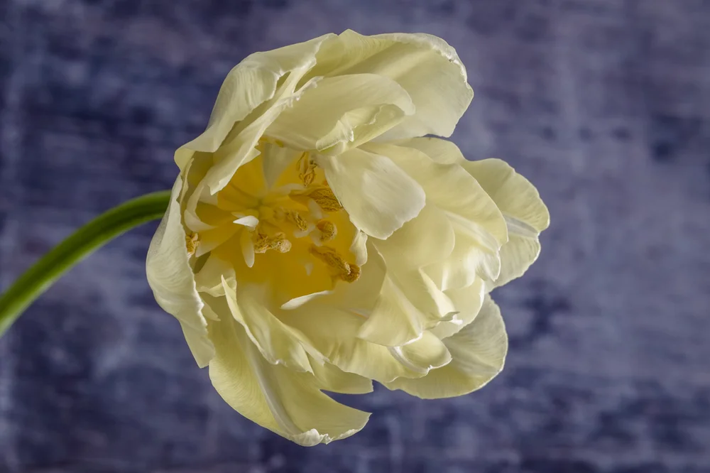 Fine Art Flower Macro Photography Best Flower Site