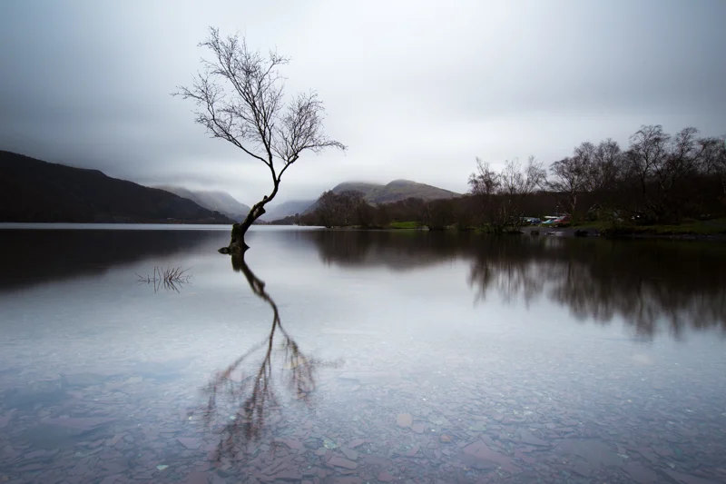 The lone tree of Llyn Padarn