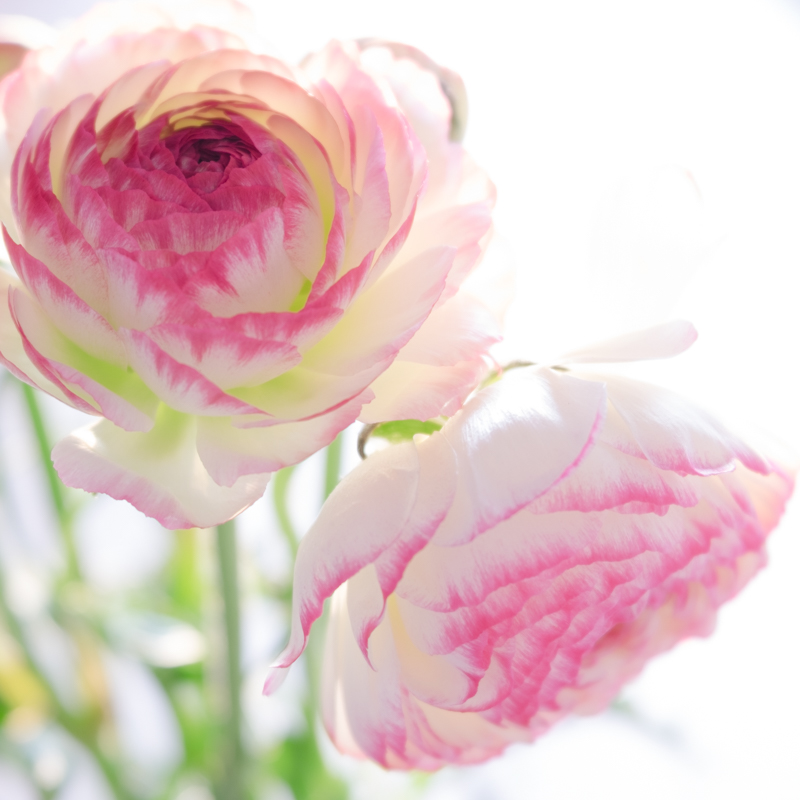 close up ranunculus.jpg