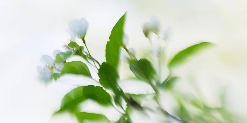 Lensbaby Sweet 50, f2, ISO200, 1/1000. Shaded midday sun, handheld.