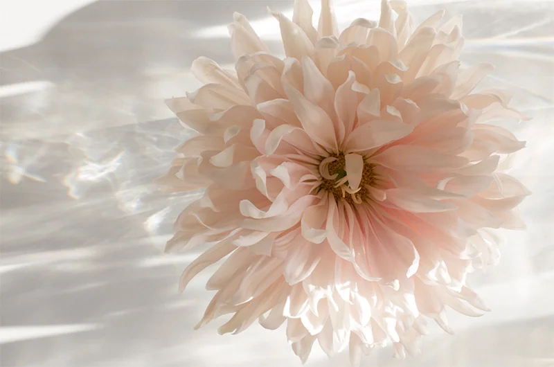 This chrysanthemum was taken on 16 November last year. There were tiny amounts of natural daylight. This photo had +2.5 stops of exposure compensation. Without the over exposure, the light looked like this: