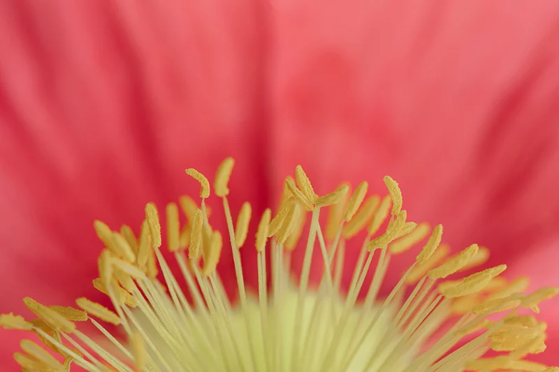 Keep it very symmetrical. 100mm macro lens, f2.8, ISO100, 1/100, tripod, self timer.