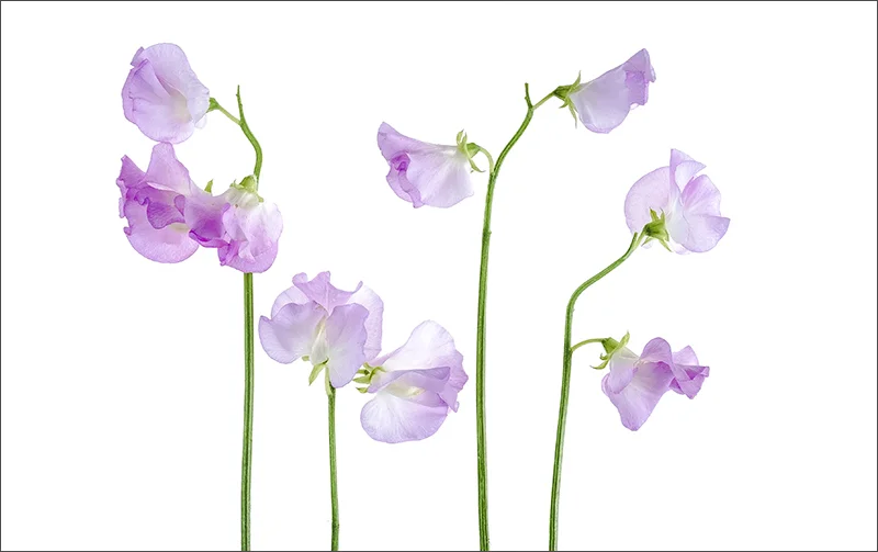 high key sweet peas2.jpg