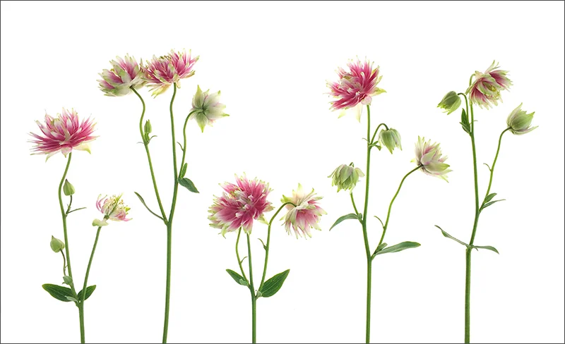 iphone high key flowers.jpg
