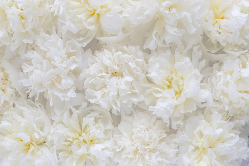 Can you tell that the camera was pointing too much towards the bottom of the frame, and wasn't perfectly parallel to the peonies?