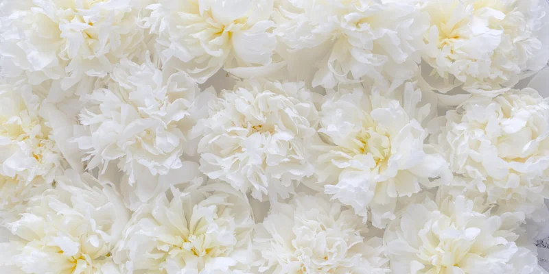 Week 14: Getting an even light for floral flatlay