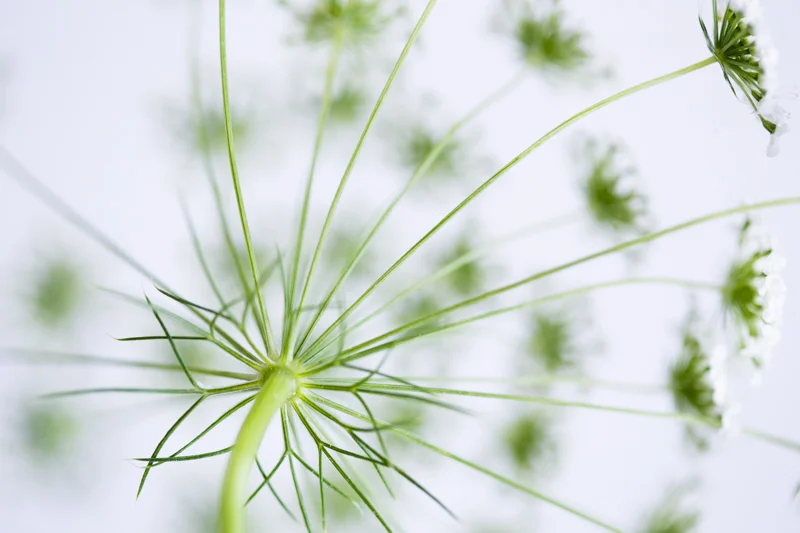 Canon 6D, 100mm macro, ISO 100, f2.8, 0.3 secs, tripod