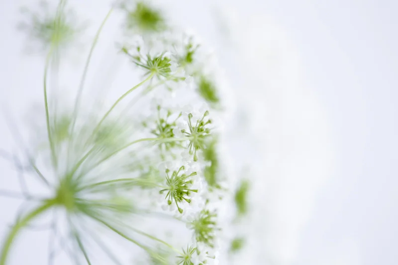 Canon 6D, 100mm macro, ISO 100, f2.8, 0.4 sec, tripod