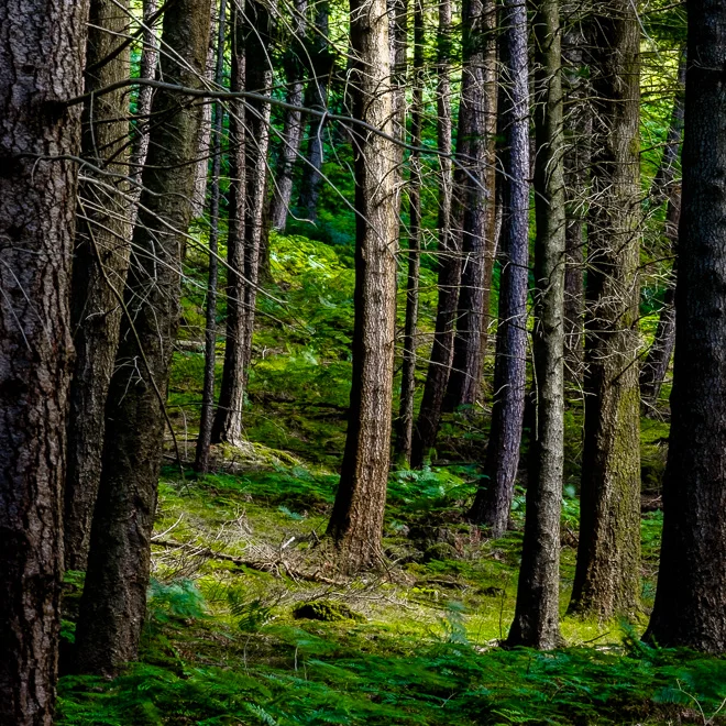 This is a very simple set of balances. 1: colour - earthy greens and earthy browns. 2: texture - soft ferns and hard bark. 3: shape - meandering ground and strong verticals. Notice there are no strong highlights or shadows, nothing to distract or draw attention away from the stillness.