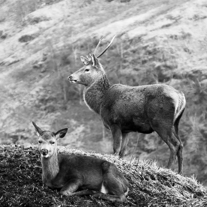 Imagine this image with just the stag. Does the doe add counterpoint in a balanced way, or does she distract from the subject? 