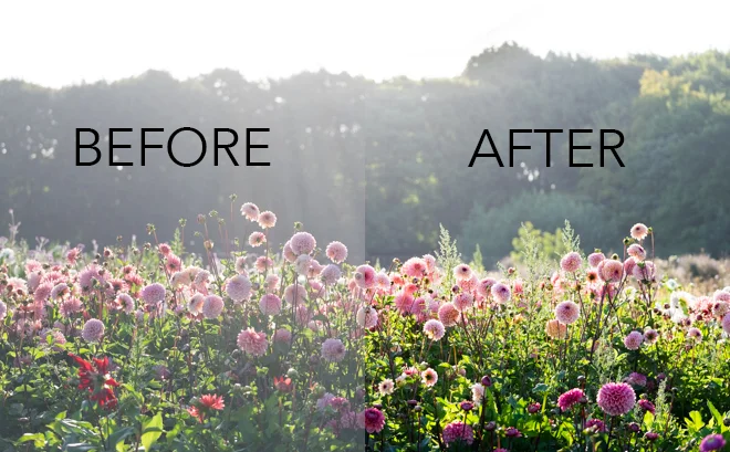 stop sunflare before and after social.jpg