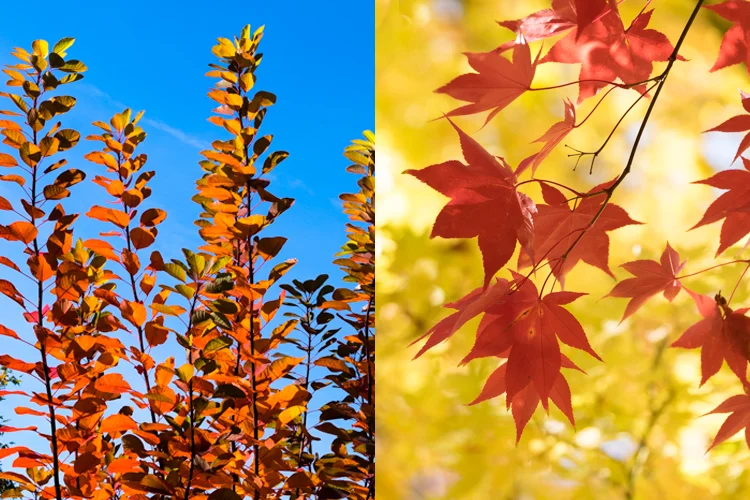 just 2 colours.jpg